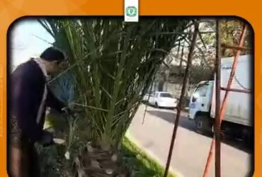 حفظ و‌نگهداری فضای سبز شهری در مقابل بارش احتمالی برف