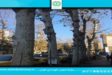 اجرای هرس و شاخه زنی درختان چنار شهر