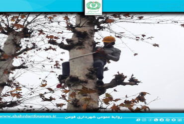 ادامه اجرای هرس و شاخه زنی درختان چنار شهر