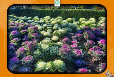 شهر من ، فومن