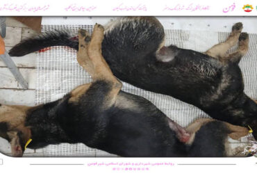 اجرای طرح عقیم سازی و واکسینه سگه های پرسه زن